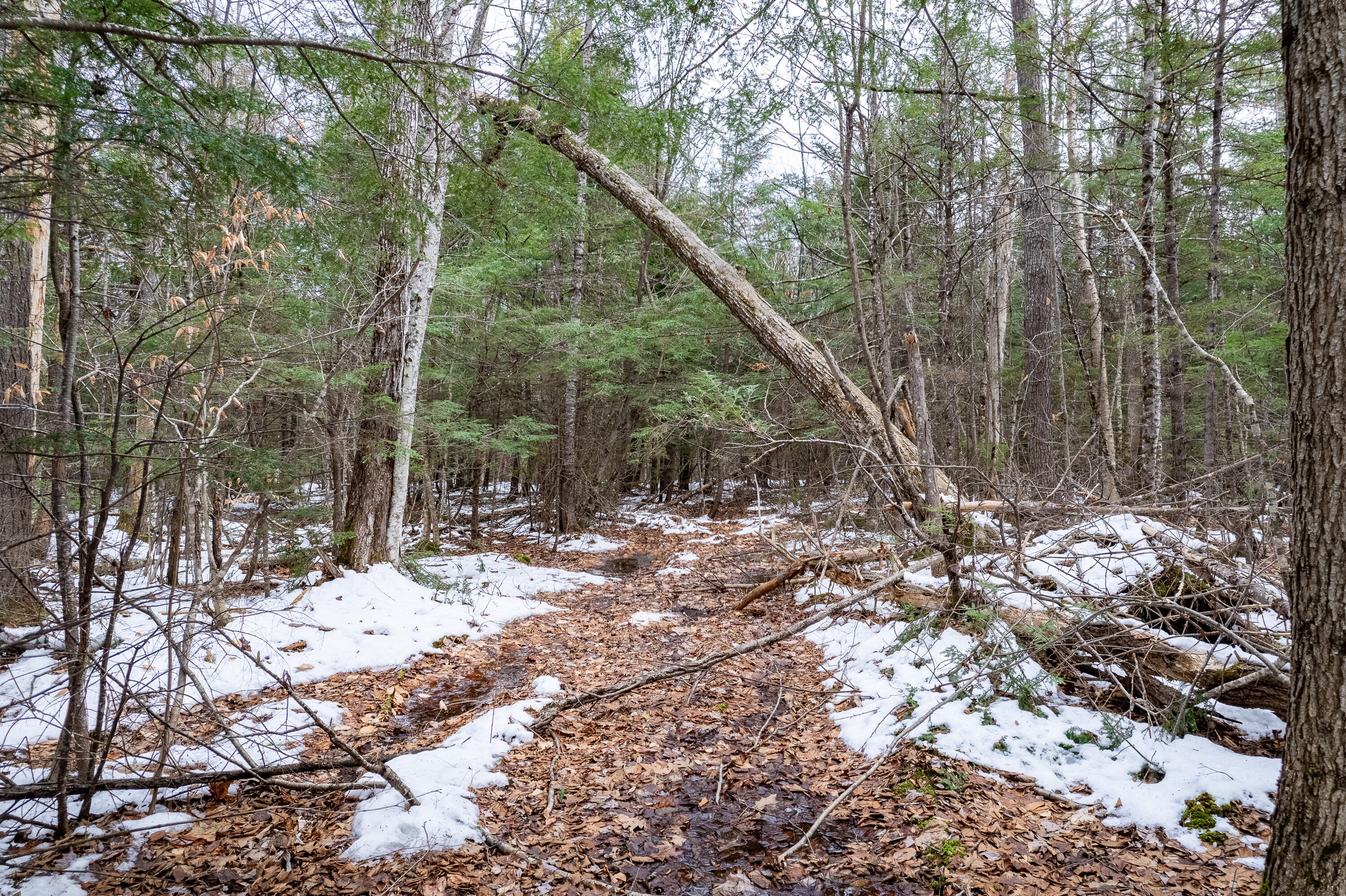 Tbd Hio Ridge Road Bridgton, ME 04009 - Photo 15 of 33 Hio Ridge Rd Bridgton_116