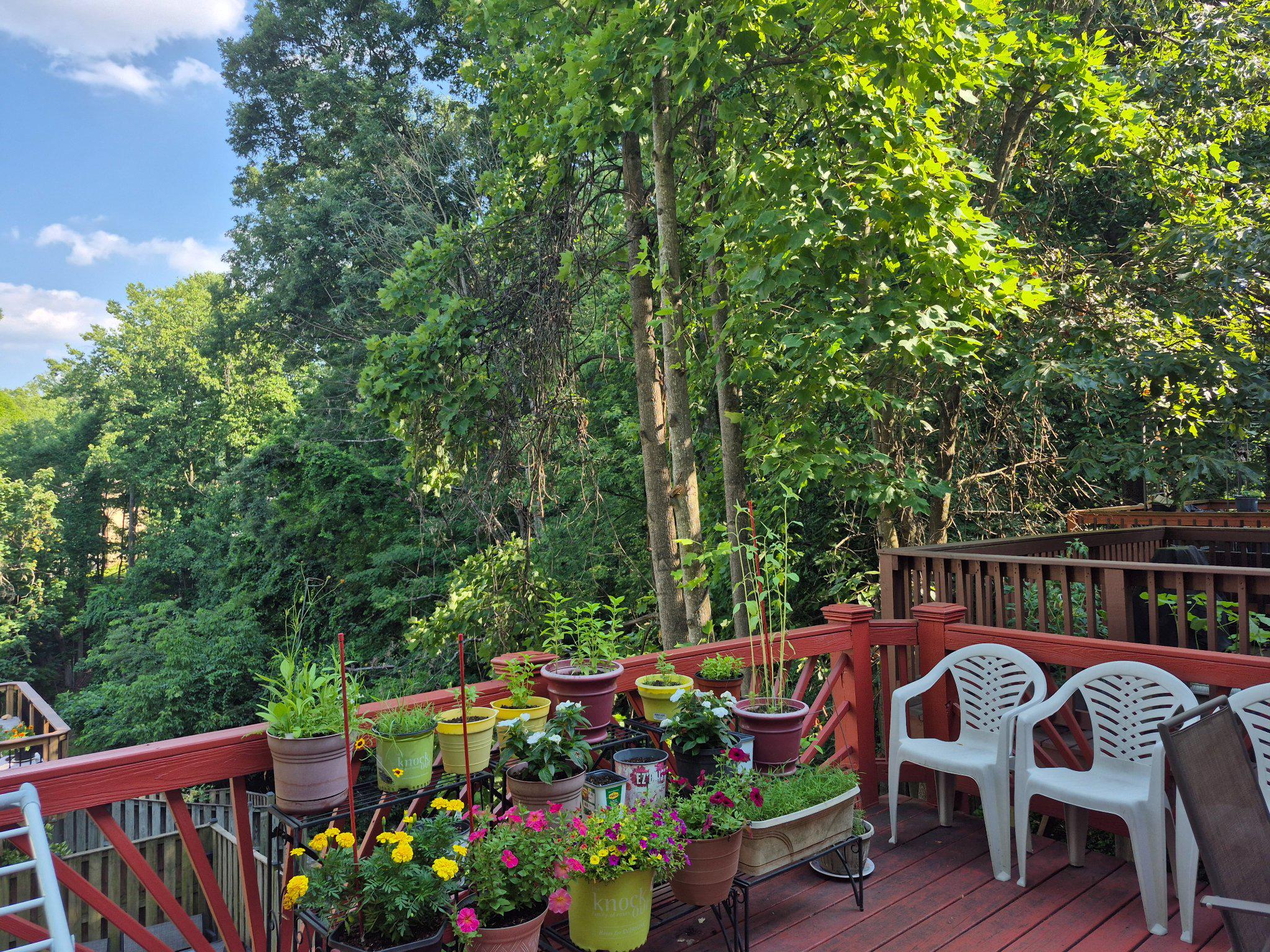 13806 Carter House Way, Unit 16145 Silver Spring, MD 20904 - Photo 3 of 45 Big Deck. Tree Views. Fenced Yard.