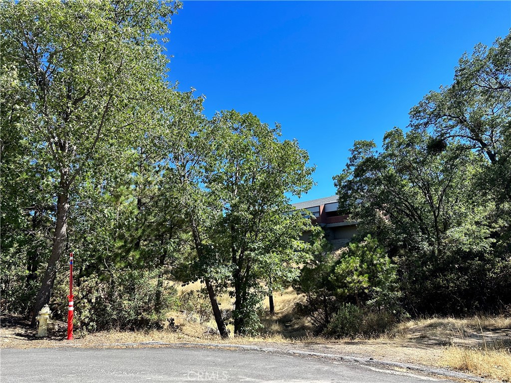 a view of a road with plants and trees in the background