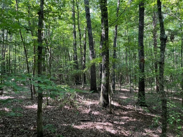 0 Ephesus Church Road Hollow Rock, TN 38342 - Photo 11 of 18 a view of outdoor space and green space