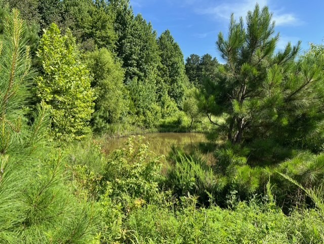 0 Ephesus Church Road Hollow Rock, TN 38342 - Photo 3 of 18 a view of a garden