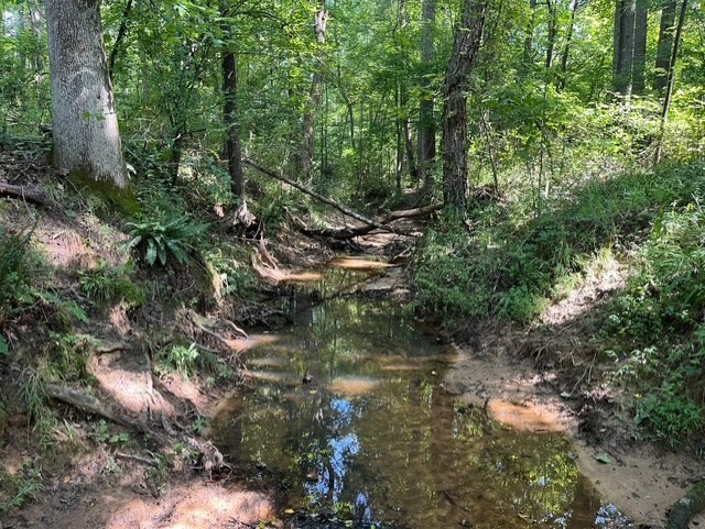 0 Ephesus Church Road Hollow Rock, TN 38342 - Photo 4 of 18 a view of a forest with trees