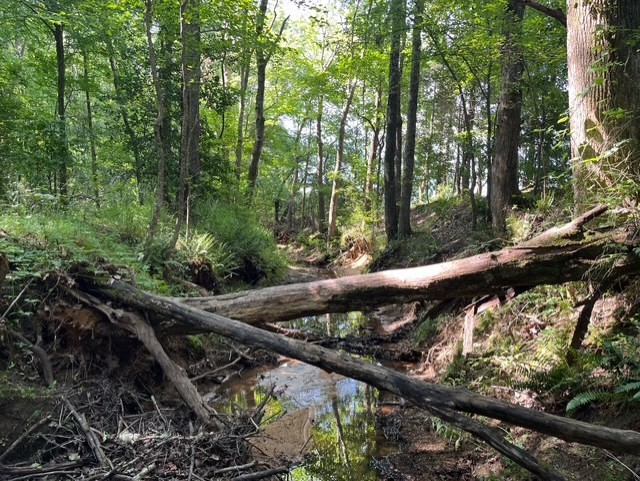 0 Ephesus Church Road Hollow Rock, TN 38342 - Photo 5 of 18 a view of a wooden bridge