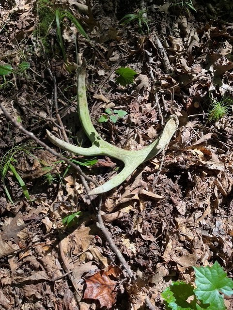 0 Ephesus Church Road Hollow Rock, TN 38342 - Photo 6 of 18 a picture of a tree