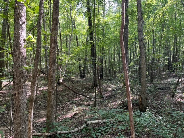 0 Ephesus Church Road Hollow Rock, TN 38342 - Photo 7 of 18 a view of forest