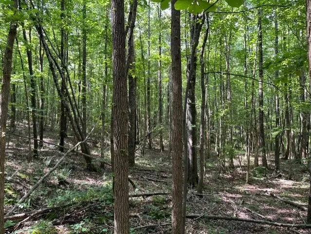a view of outdoor space and garden