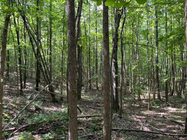 0 Ephesus Church Road Hollow Rock, TN 38342 - Photo 8 of 18 a view of outdoor space and garden