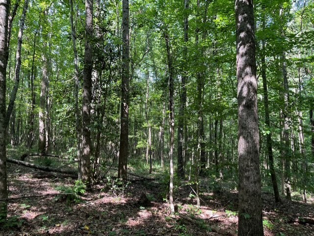 0 Ephesus Church Road Hollow Rock, TN 38342 - Photo 9 of 18 a view of forest