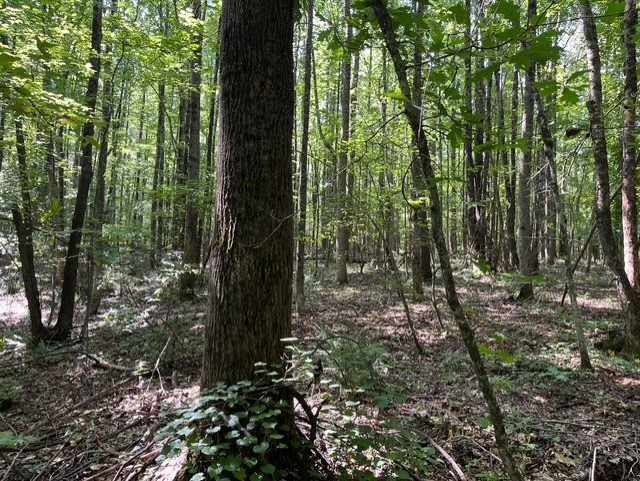 0 Ephesus Church Road Hollow Rock, TN 38342 - Photo 10 of 18 a view of forest