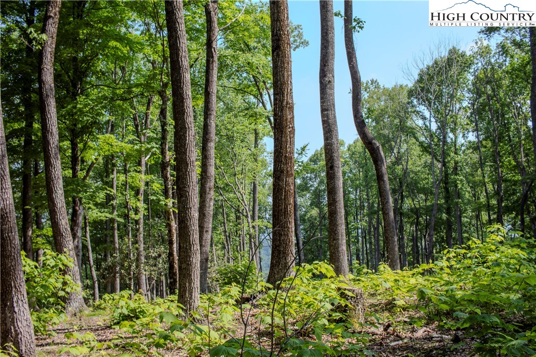 Lot 42 Poplar Forest Drive Boone, NC 28607 - Photo 2 of 20