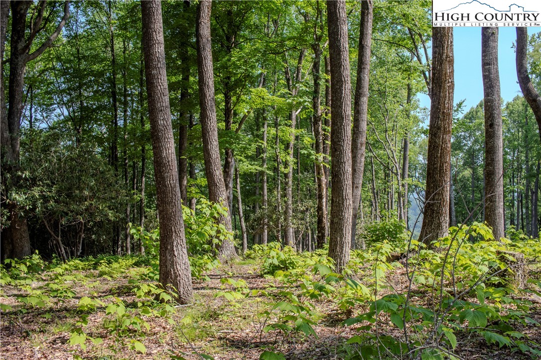 Lot 42 Poplar Forest Drive Boone, NC 28607 - Photo 6 of 20