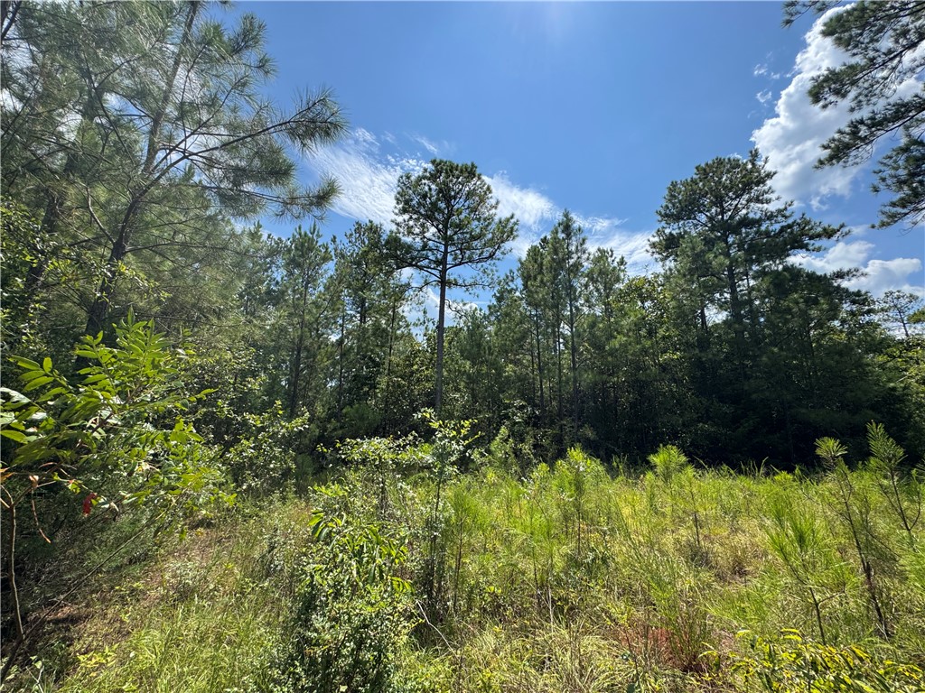 54 Highway 81 Calhoun Falls, SC 29628 - Photo 18 of 33