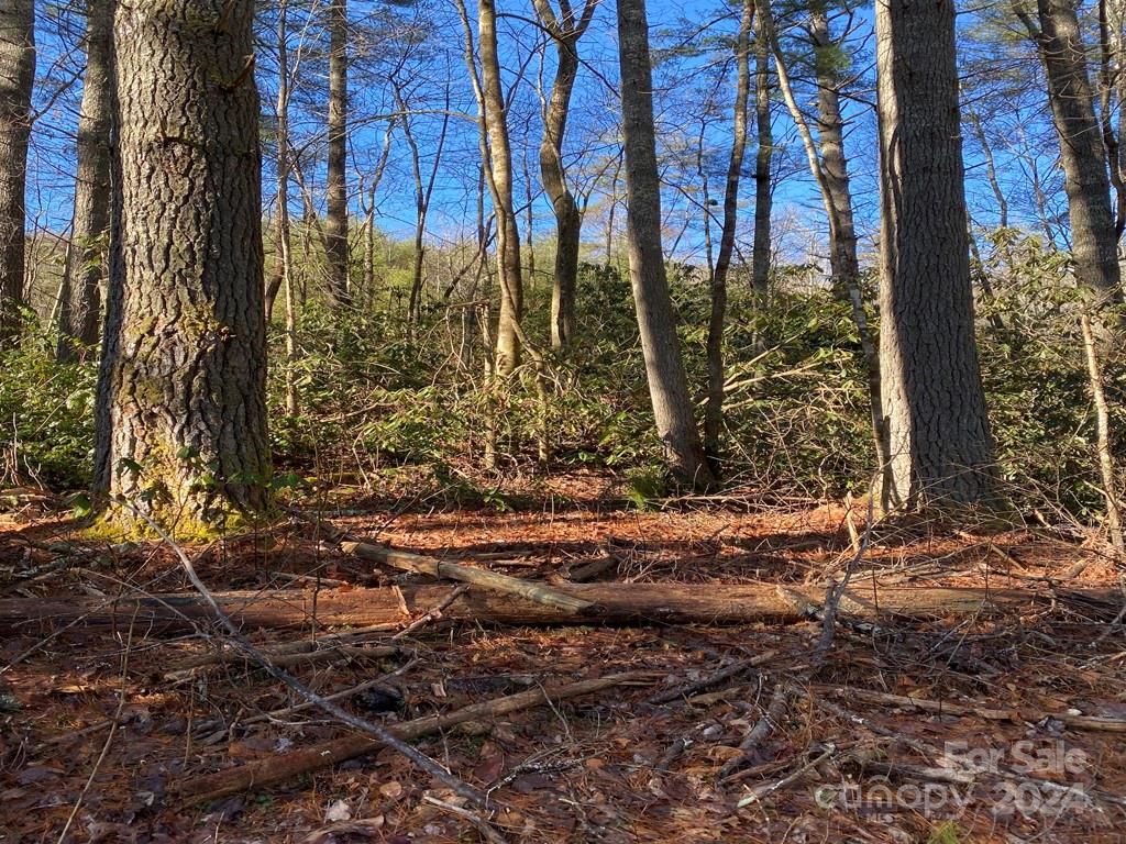 L41 Abby Falls Road, Unit L41 Brevard, NC 28712 - Photo 5 of 19