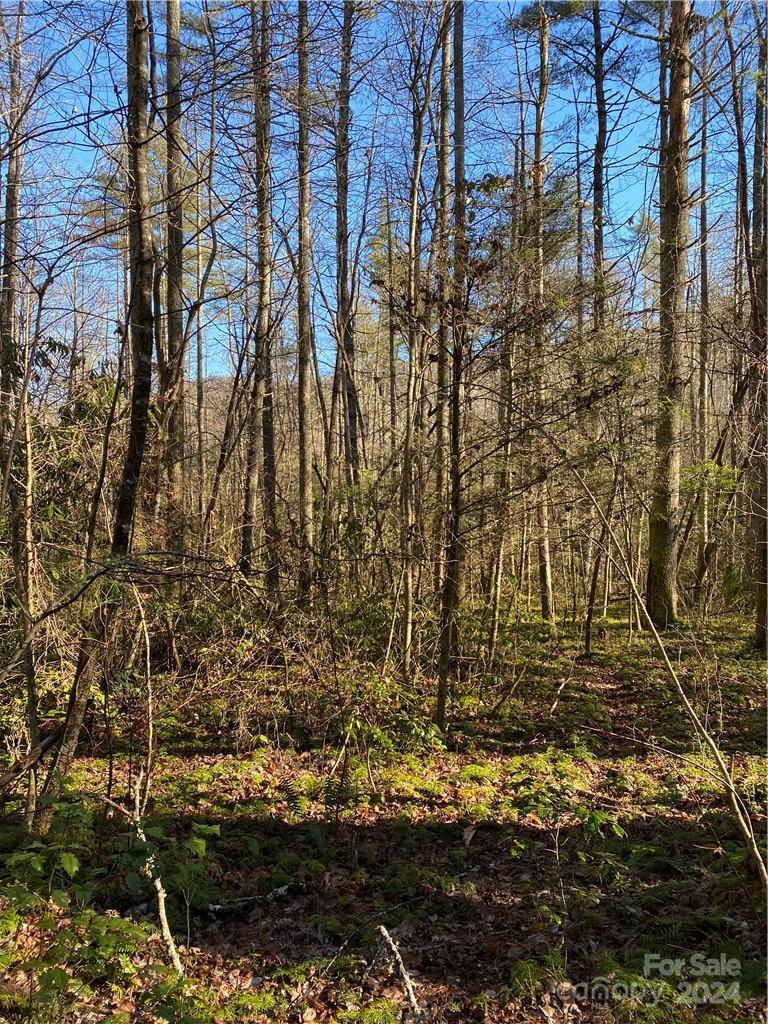 L41 Abby Falls Road, Unit L41 Brevard, NC 28712 - Photo 10 of 19