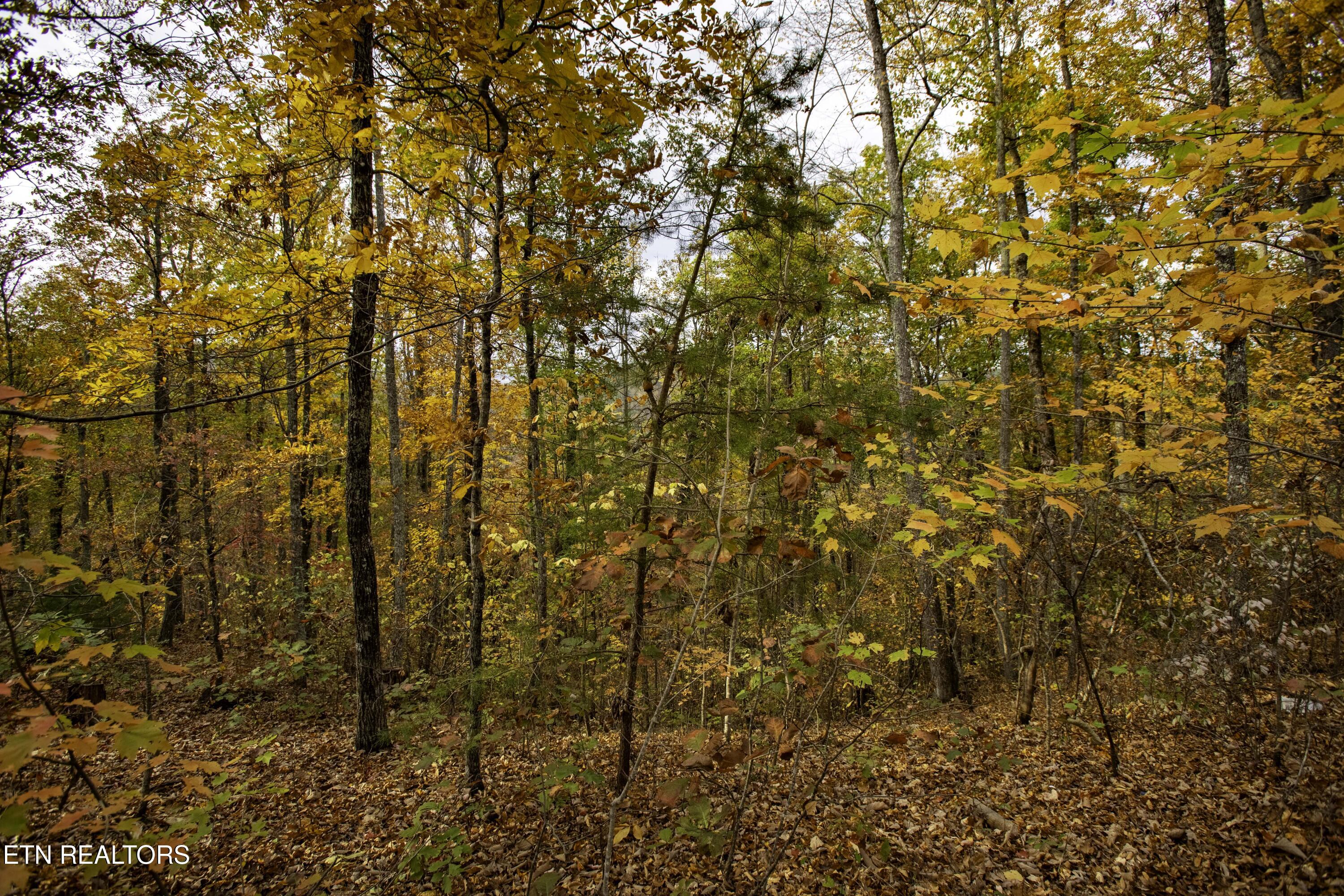King Branch Road Sevierville, TN 37876 - Photo 13 of 15 IMG_9980-HDR