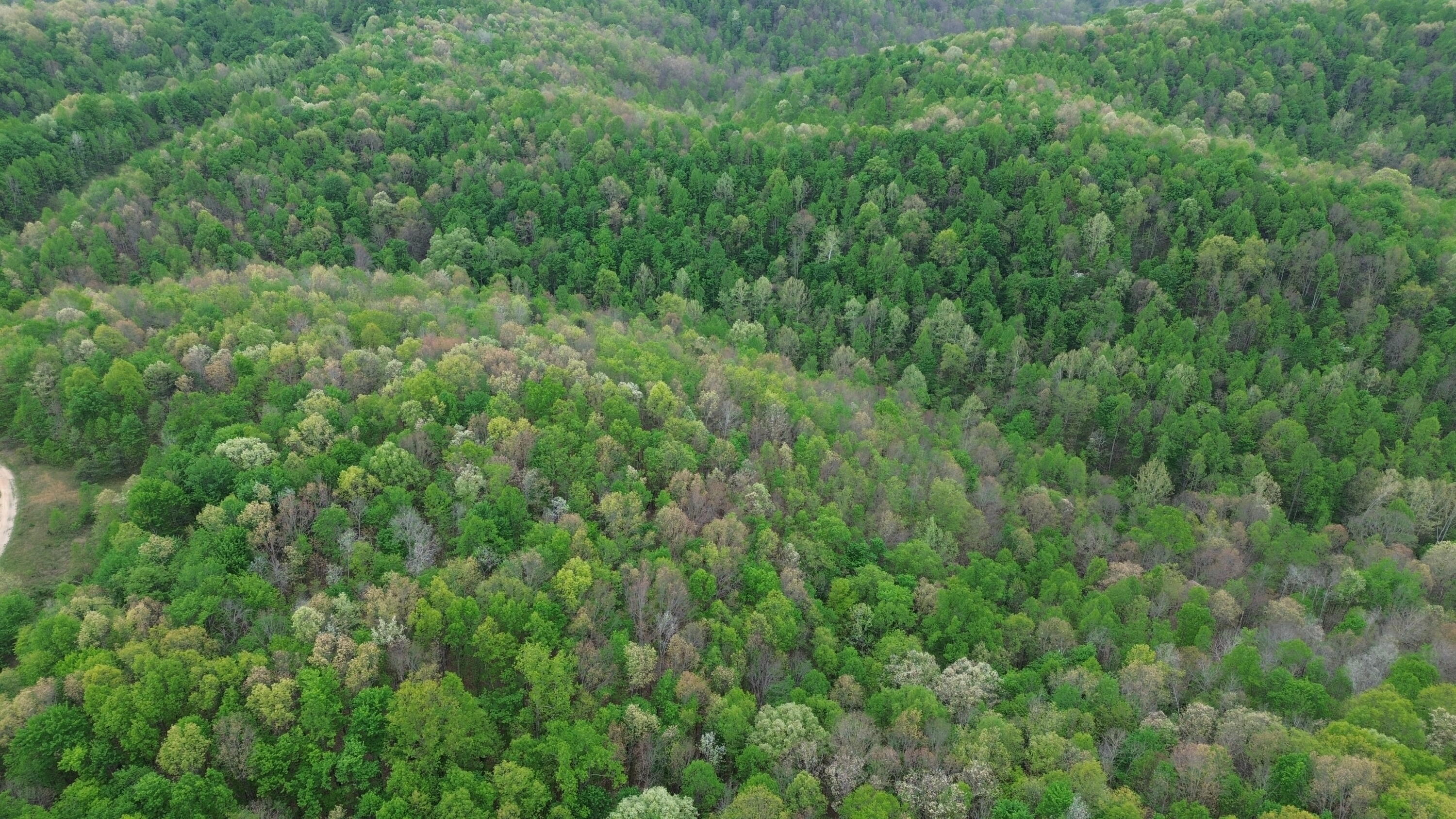 1271 A Tunnel Ridge Road Grayson, KY 41143 - Photo 105 of 134 Trees