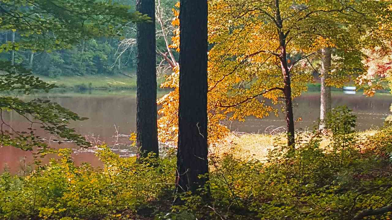 6008 Donnybrook Road Raleigh, NC 27606 - Photo 25 of 25 Waterview Pond View
