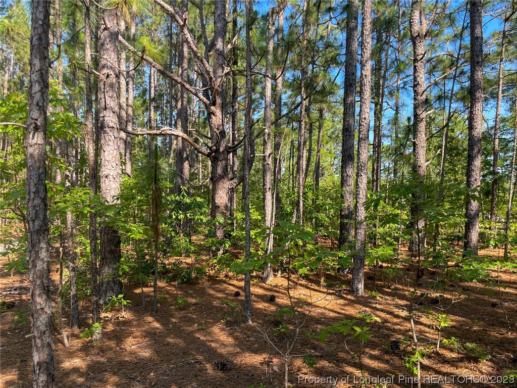 Springwood Lane Raeford, NC 28376 - Photo 19 of 34 Gallery Image 19