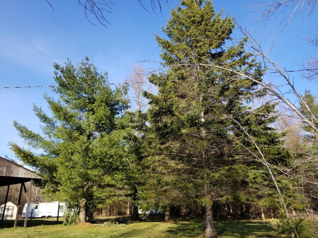 5648 West Poglese Road Hessel, MI 49745 - Photo 15 of 24 Gallery Image 15