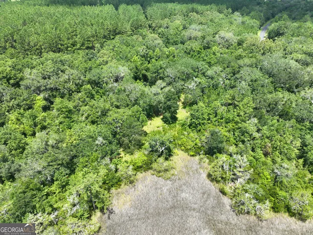 a view of a lush green forest
