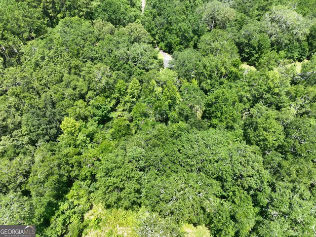 a view of a lush green forest
