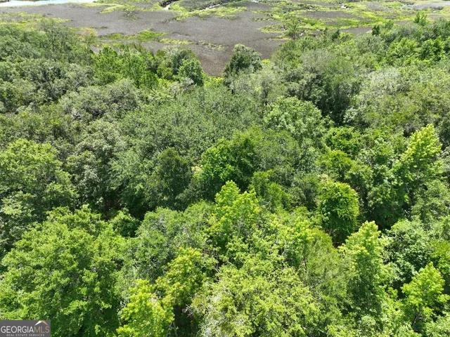 a view of a garden with plants