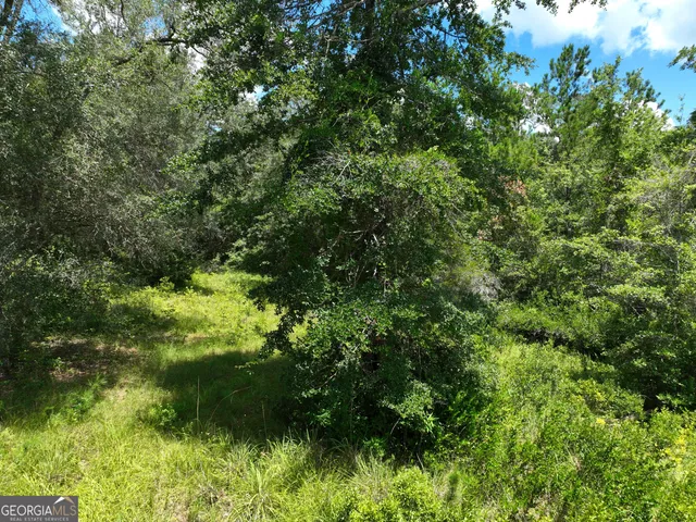 a view of a tree in a yard