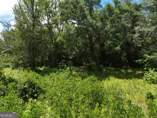 a view of a yard with plants and large trees