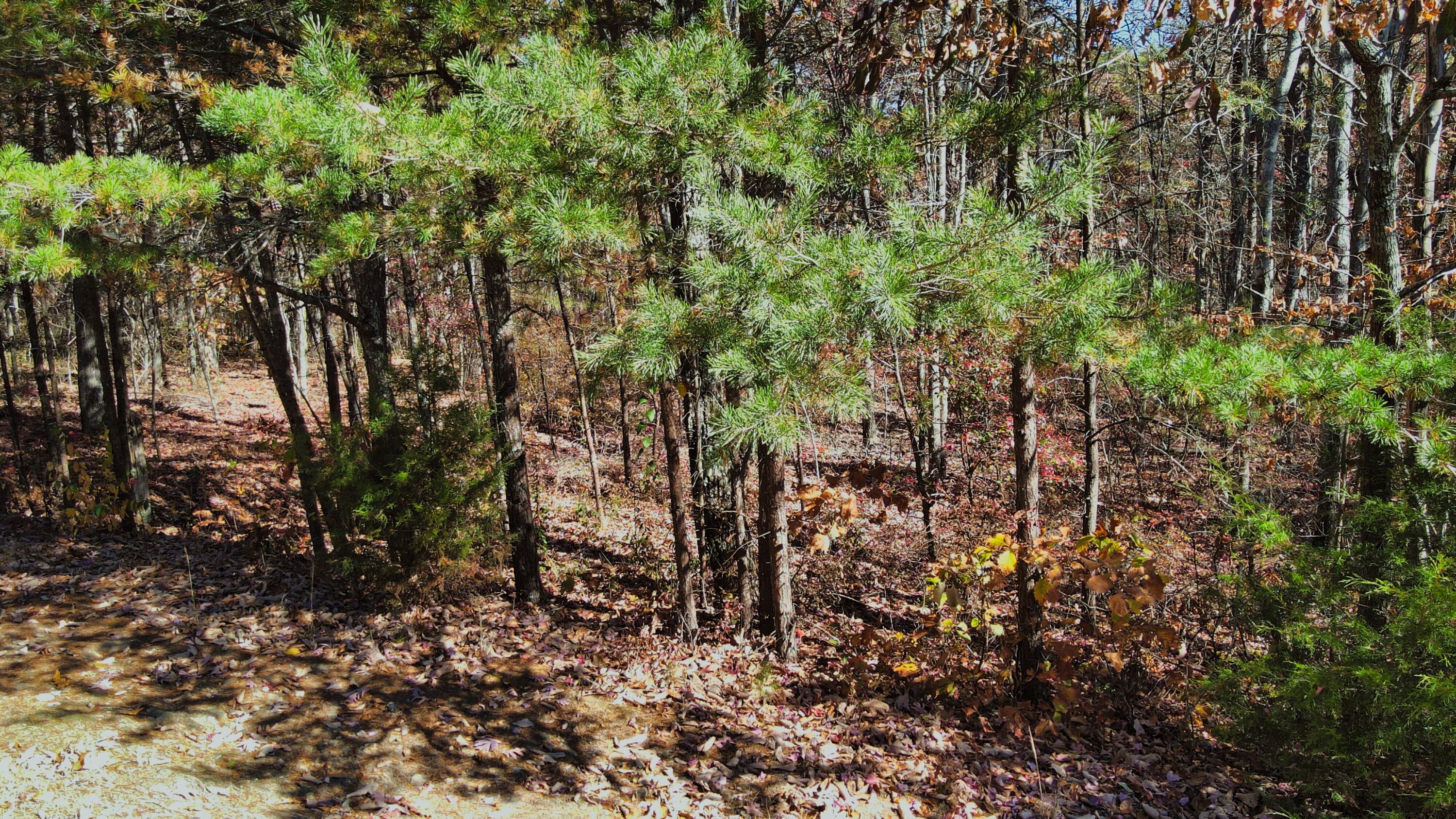 0 Stewart North Lane Rising Fawn, GA 30738 - Photo 7 of 14 DJI_0220