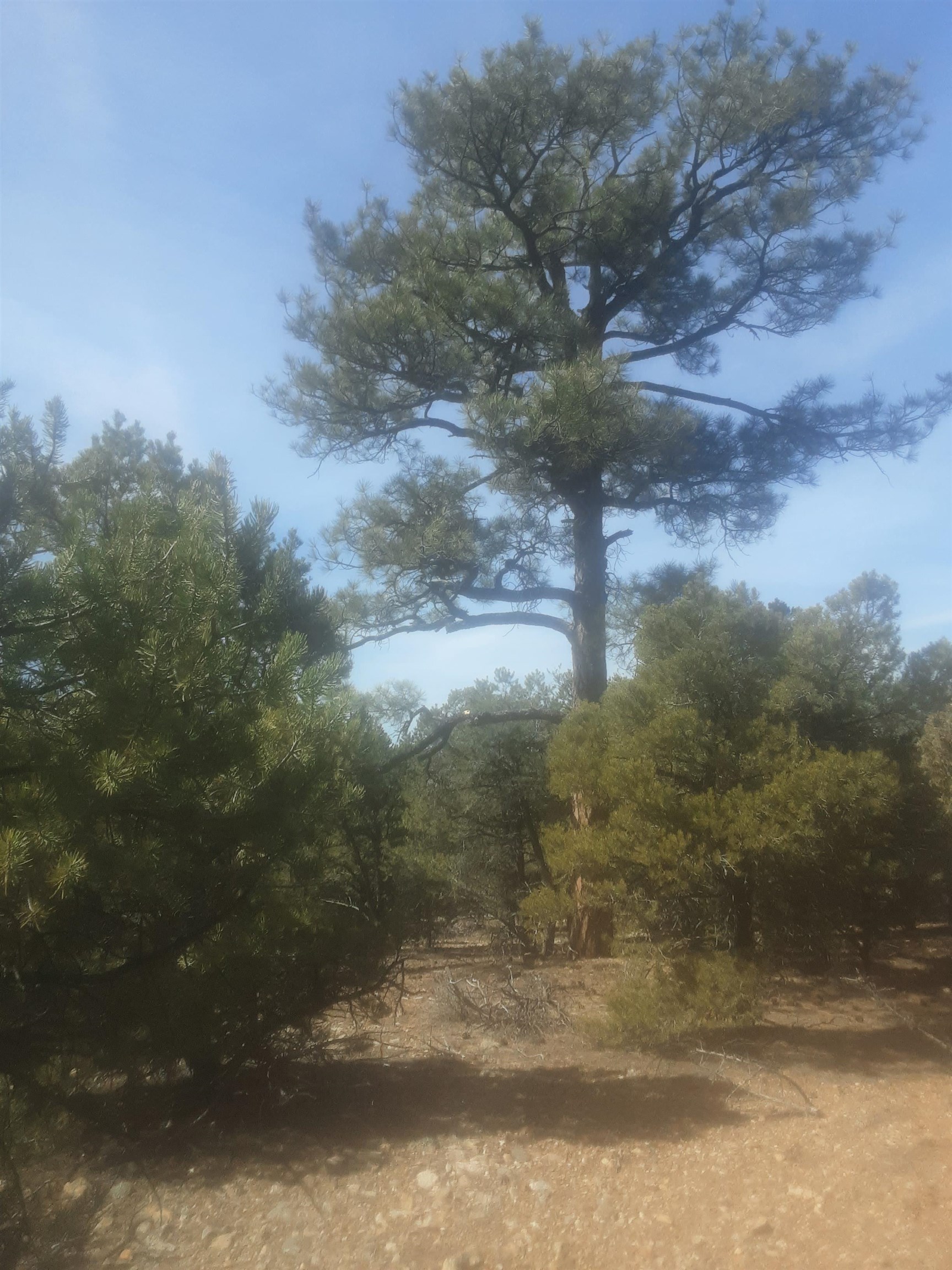 Lot 41 Lower Pinabete Road Questa, NM 87556 - Photo 15 of 16