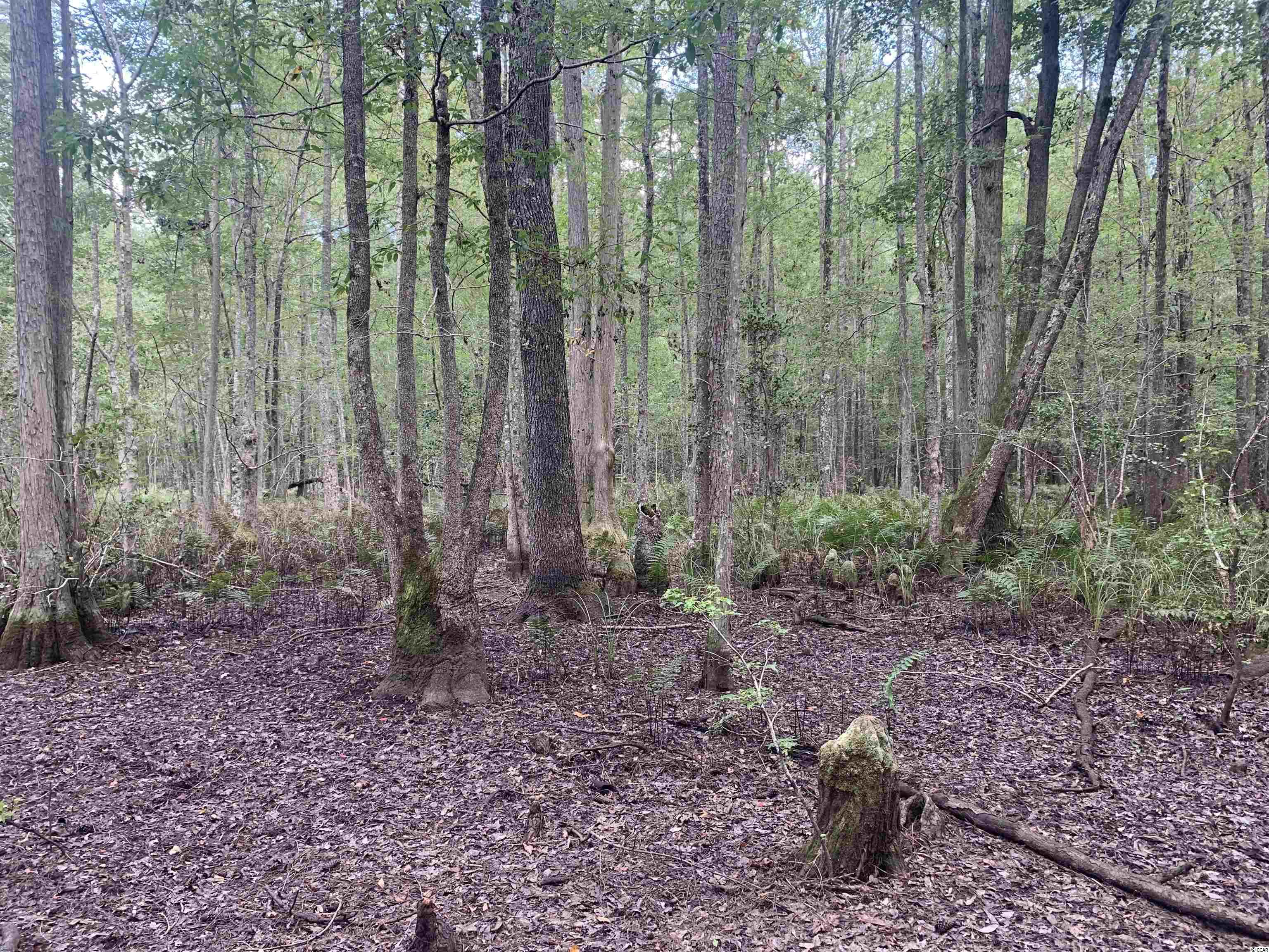 Tbt Union Church Road Salters, SC 29590 - Photo 5 of 8 Gallery Image 5