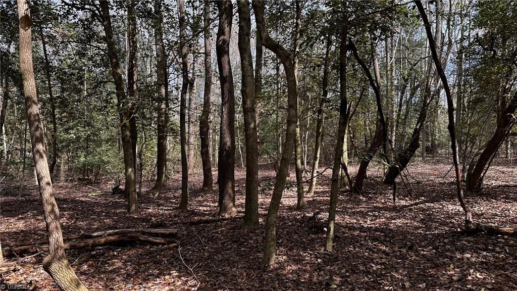 720 Christian Home Church Road Traphill, NC 28685 - Photo 18 of 28 Small Wooded Area
