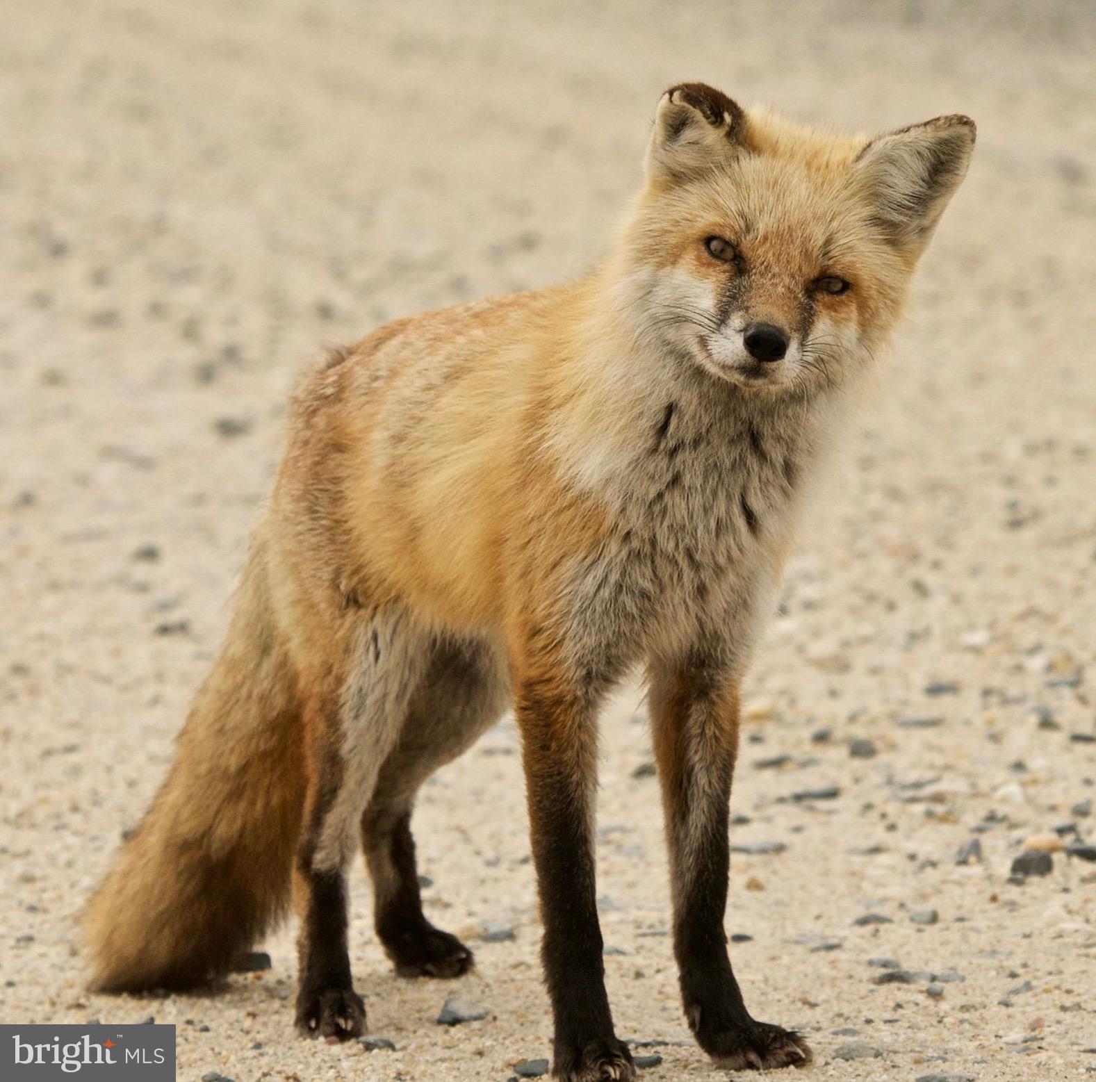 4-lots South Little Creek Road Dover, DE 19901 - Photo 16 of 23