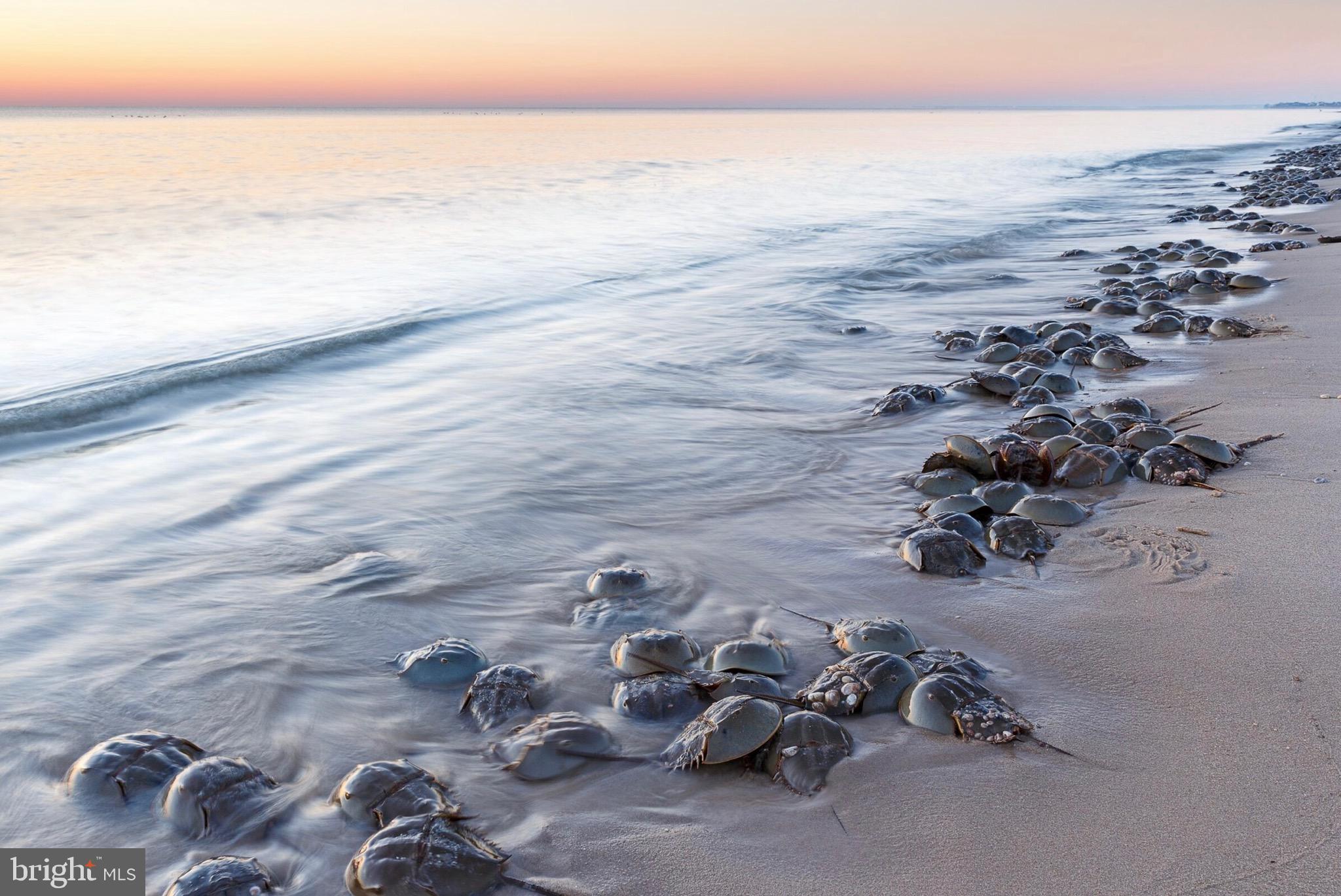 4-lots South Little Creek Road Dover, DE 19901 - Photo 9 of 23