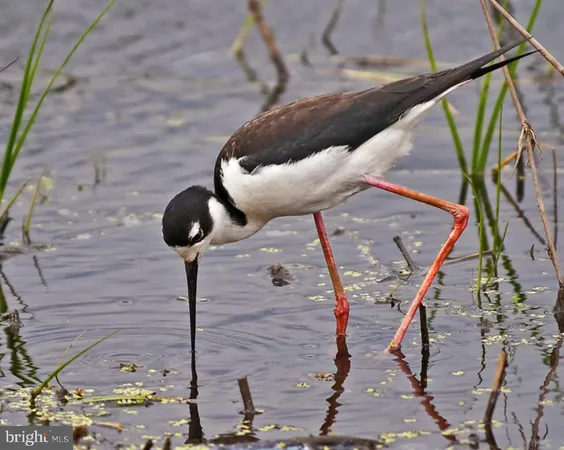 $499,000 | 4-lots South Little Creek Road, Dover, DE 19901