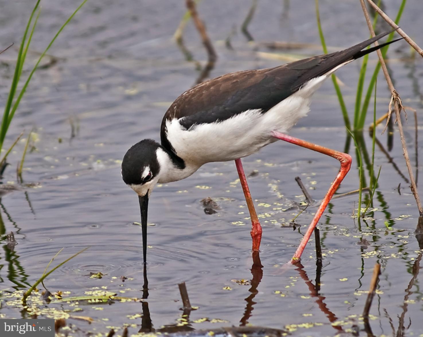 4-lots South Little Creek Road Dover, DE 19901 - Photo 10 of 23