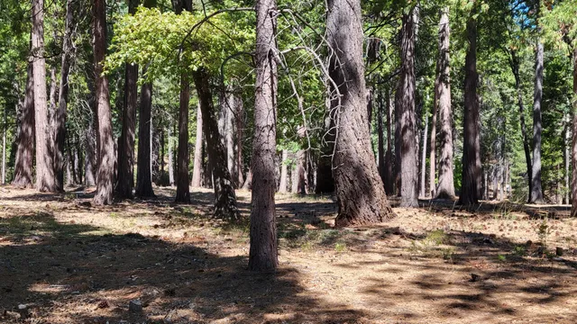 $45,000 | Lot 8 Whispering Winds Court, Shingletown, CA 96088