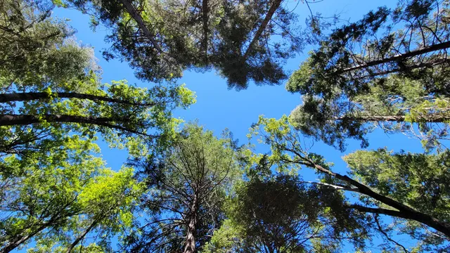 a view of a tree with a flower