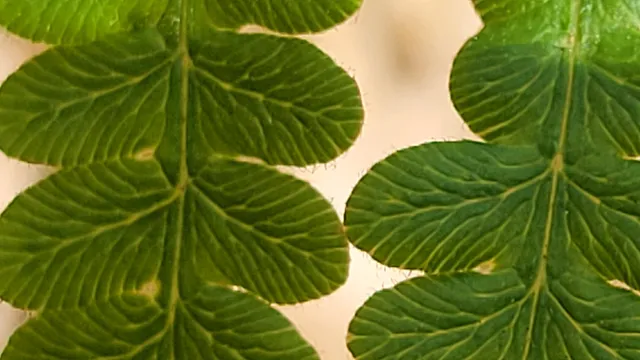 a close up of a plant