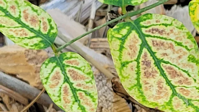 a close up of a plant