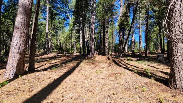 a view of a backyard with trees