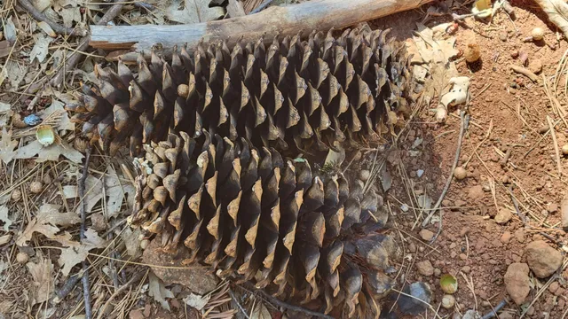 a close up of a plant