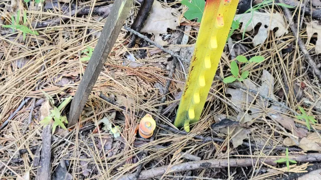 view of a bunch of plants