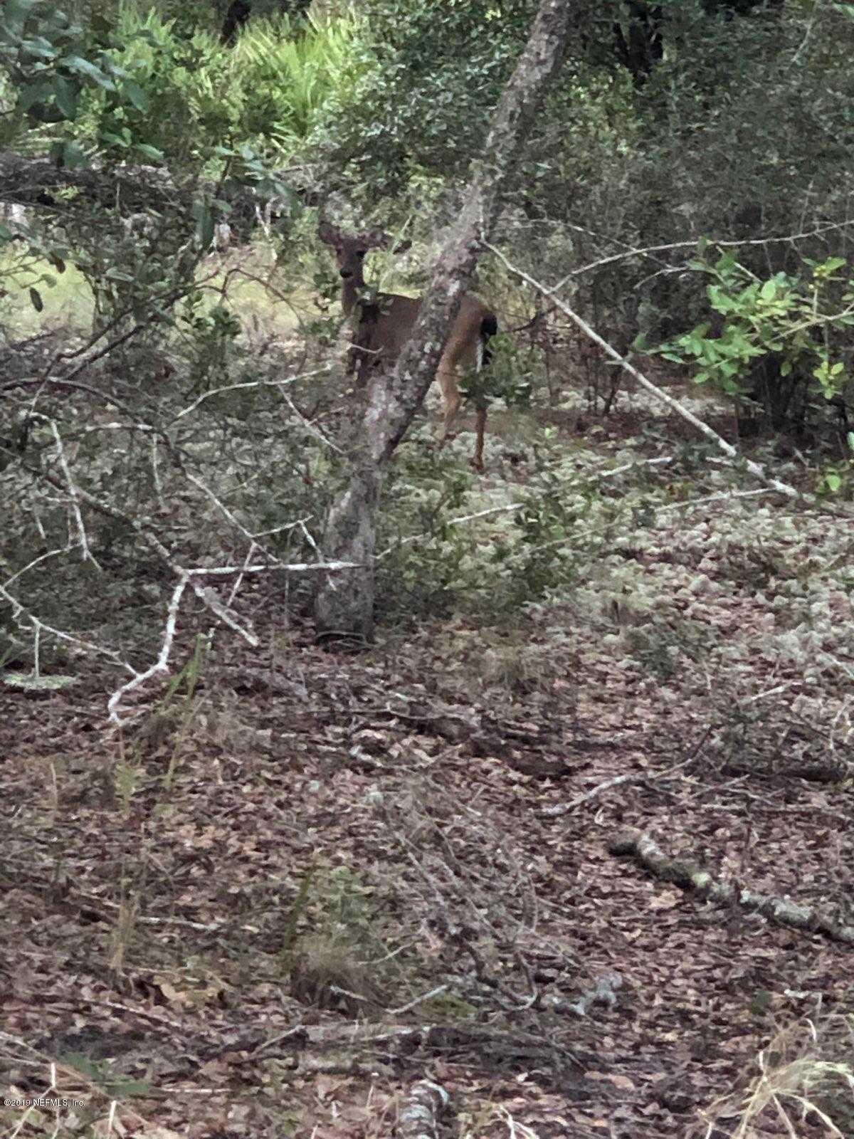 87433 Roses Bluff Road Yulee, FL 32097 - Photo 2 of 4 a view of a dry yard
