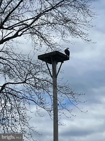 a picture of a tree in front of a house