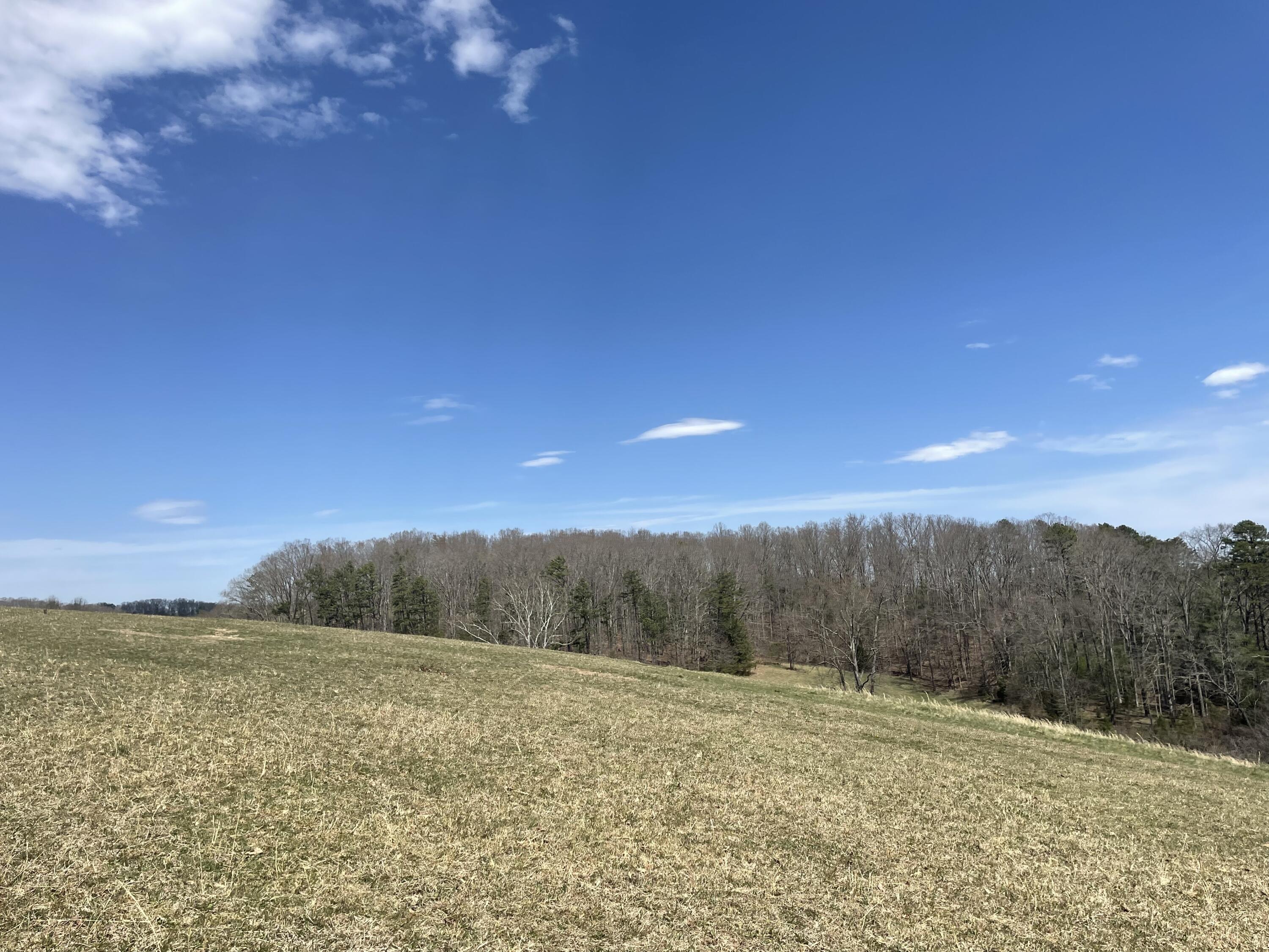 483 Ostrich Road, Unit 11 Greeneville, TN 37743 - Photo 15 of 25 Tree line!