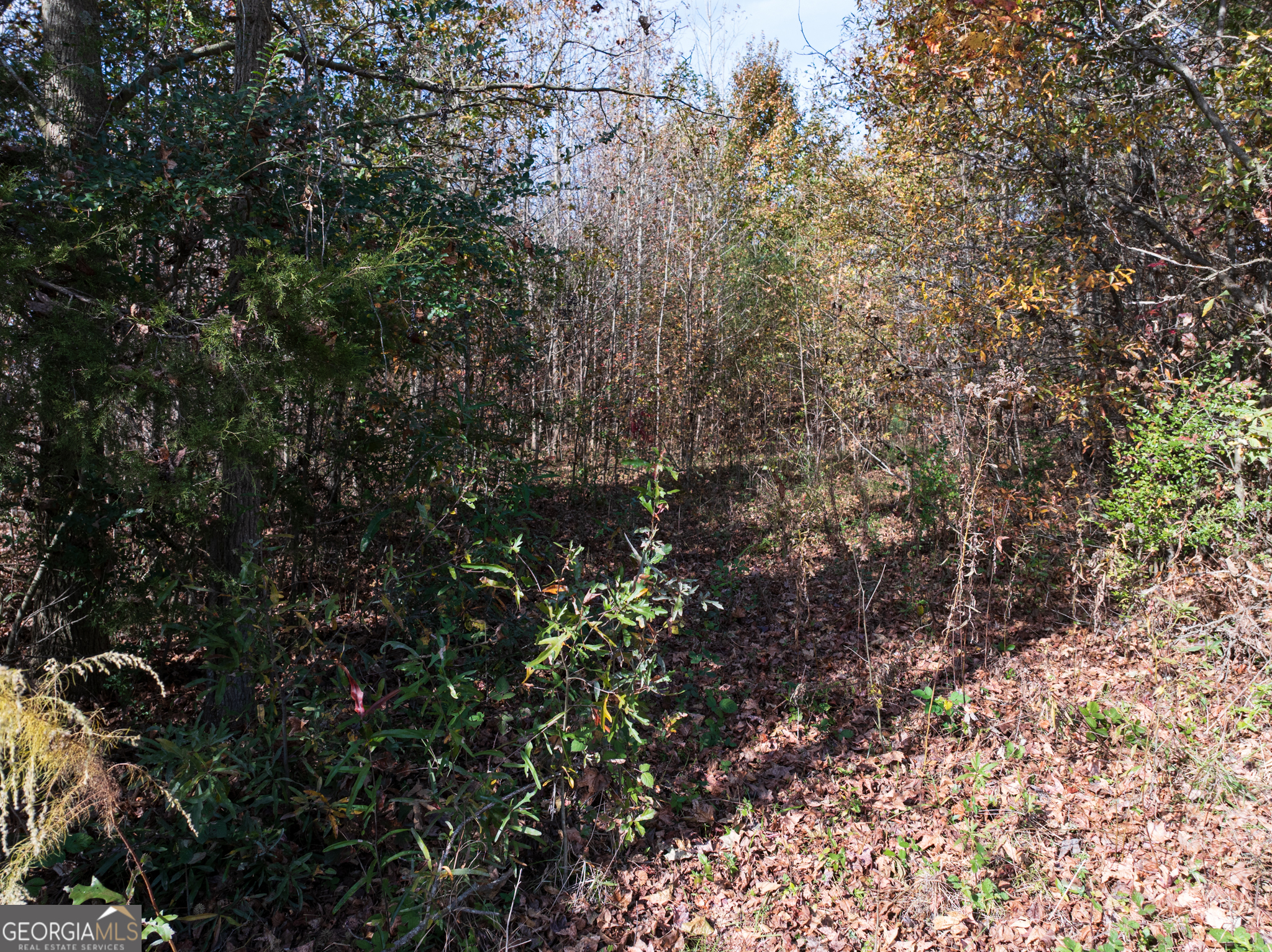 6.98-acres New Franklin Church Road Canon, GA 30520 - Photo 9 of 14 a view of a tree