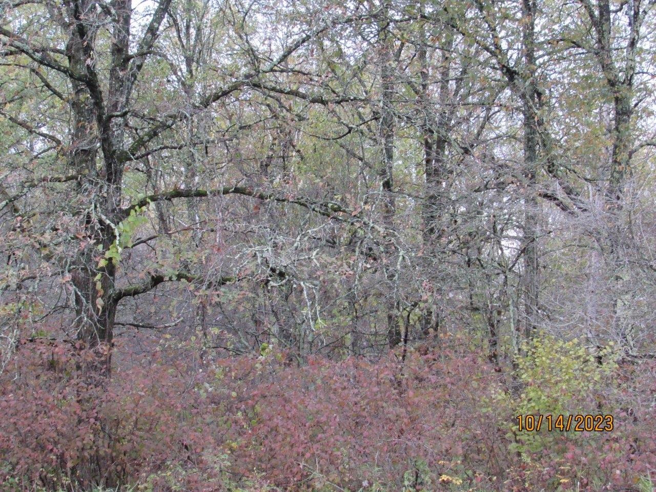 Off Mill Road Ogema, WI 54459 - Photo 9 of 24 Gallery Image 9