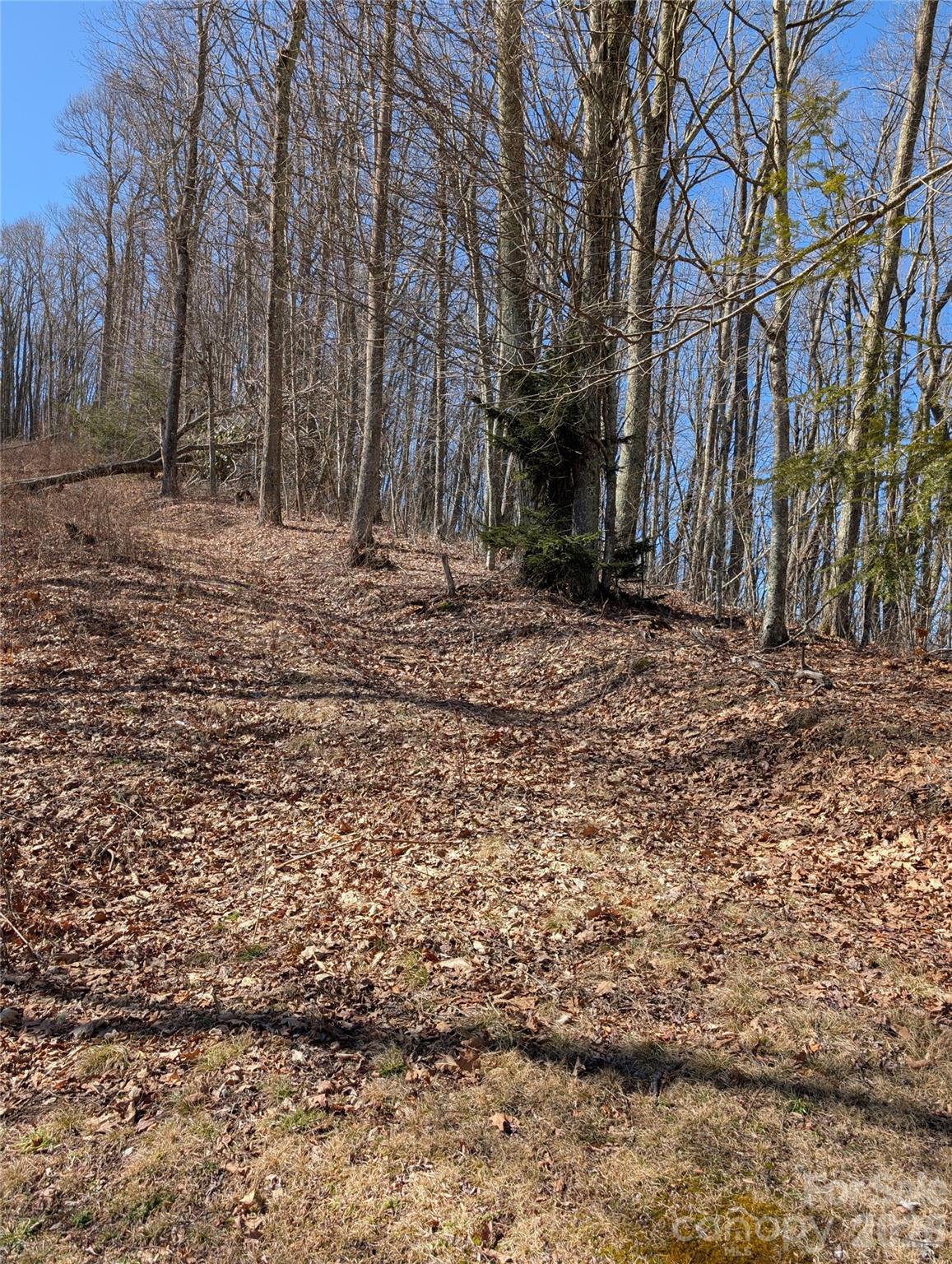 49 Hazel Top Section Teaberry Ridge Road Waynesville, NC 28786 - Photo 11 of 12 Gallery Image 11