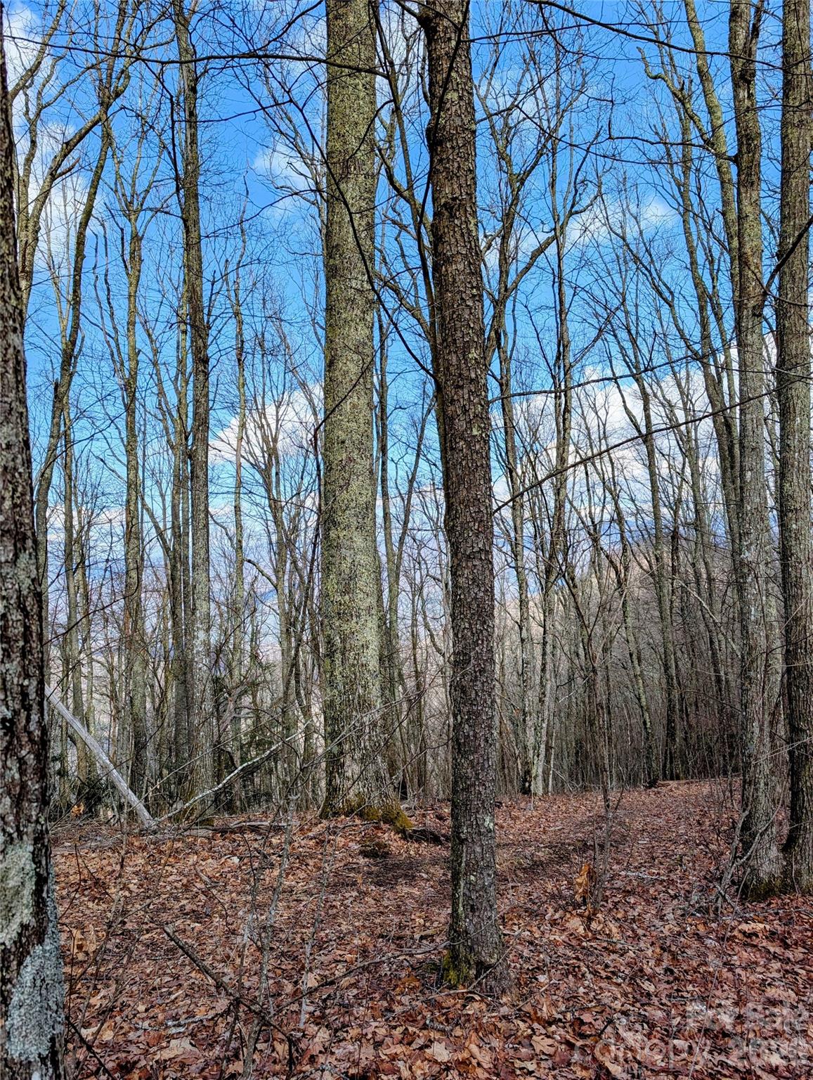 49 Hazel Top Section Teaberry Ridge Road Waynesville, NC 28786 - Photo 4 of 12 Gallery Image 4